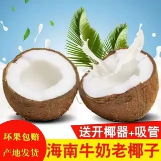 正宗现摘老椰子毛椰子椰皇椰宝椰子蛋整箱包邮海南新鲜椰子汁孕妇