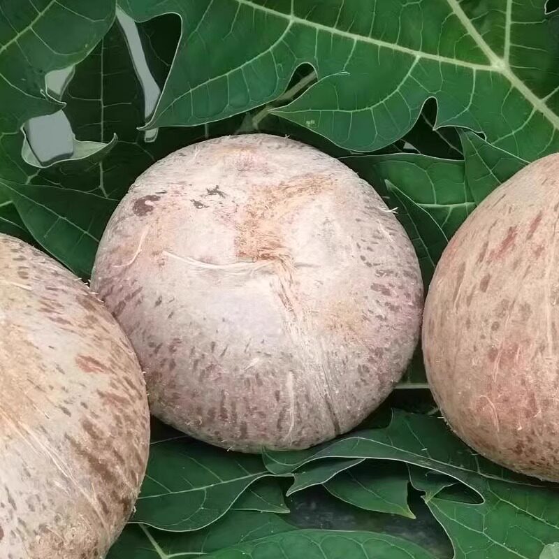 老椰子海南褐色牛奶煲汤炖鸡肉