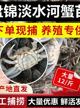 淡水小螃蟹幼苗鲜活精品全母淡水河蟹养殖盘锦河蟹苗大闸蟹苗活蟹