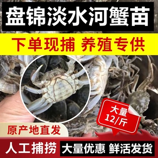 淡水小螃蟹幼苗鲜活精品全母淡水河蟹养殖盘锦河蟹苗大闸蟹苗活蟹