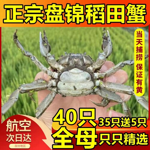 全母40只盘锦稻田蟹保肥顶盖满黄