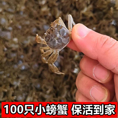 淡水小螃蟹活体盘锦河蟹