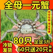 全母盘锦河蟹鲜活1一元 包邮 蟹2二元 蟹醉蟹六月黄大闸蟹稻田小螃蟹