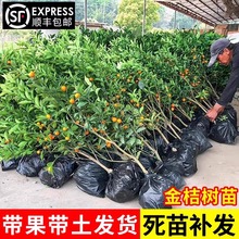 脆皮金桔树树苗带果发货盆栽室外庭院大树地栽四季果树橘子苗金橘