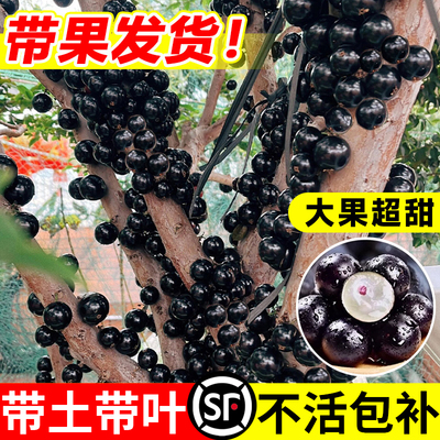 嘉宝果树苗树南北方种植四季结果
