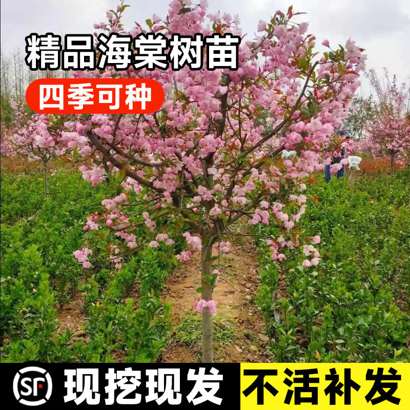 垂丝海棠树苗庭院耐寒植物室外地栽四季开花西府北美海棠盆栽花卉