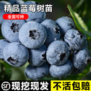 蓝莓苗基地直发兔眼树果苗大果苗木南方北方种植阳台盆栽蓝莓树苗