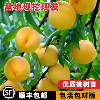 黄桃树苗桃树果苗嫁接东桃油桃树水蜜桃树苗南方北方种植当年结果