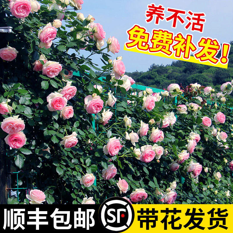 蔷薇花苗包对版爬藤当年开花图片