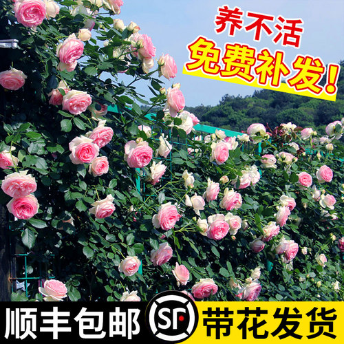 蔷薇花苗包对版爬藤当年开花