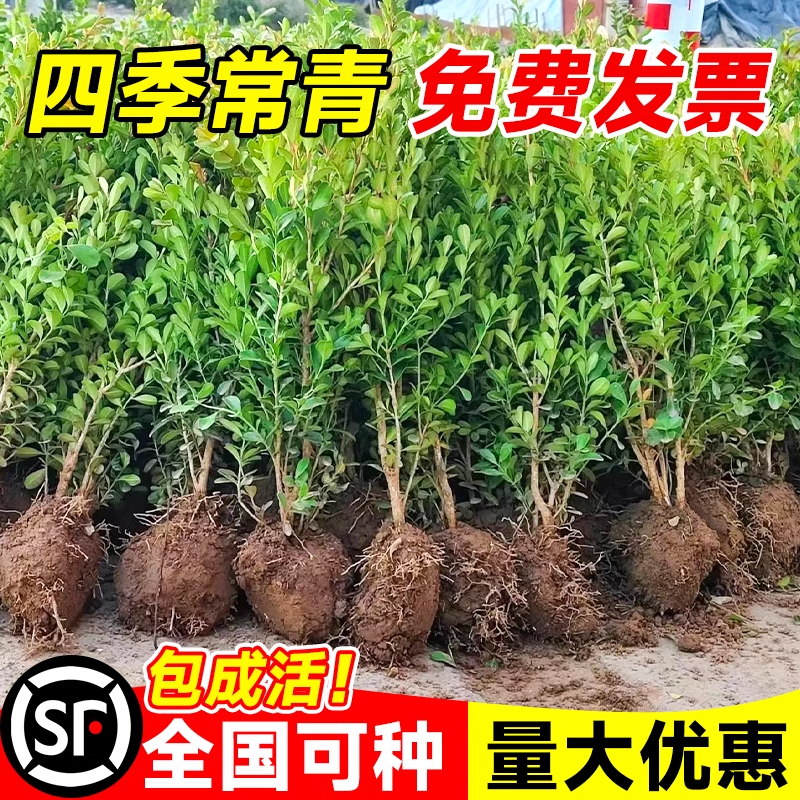 小叶黄杨树苗冬青瓜子庭院绿化树苗四季常青植物室外风景大全树苗