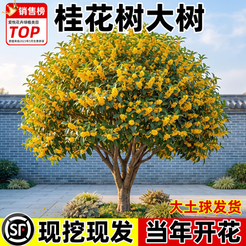 桂花树苗大树庭院地栽金桂四季桂