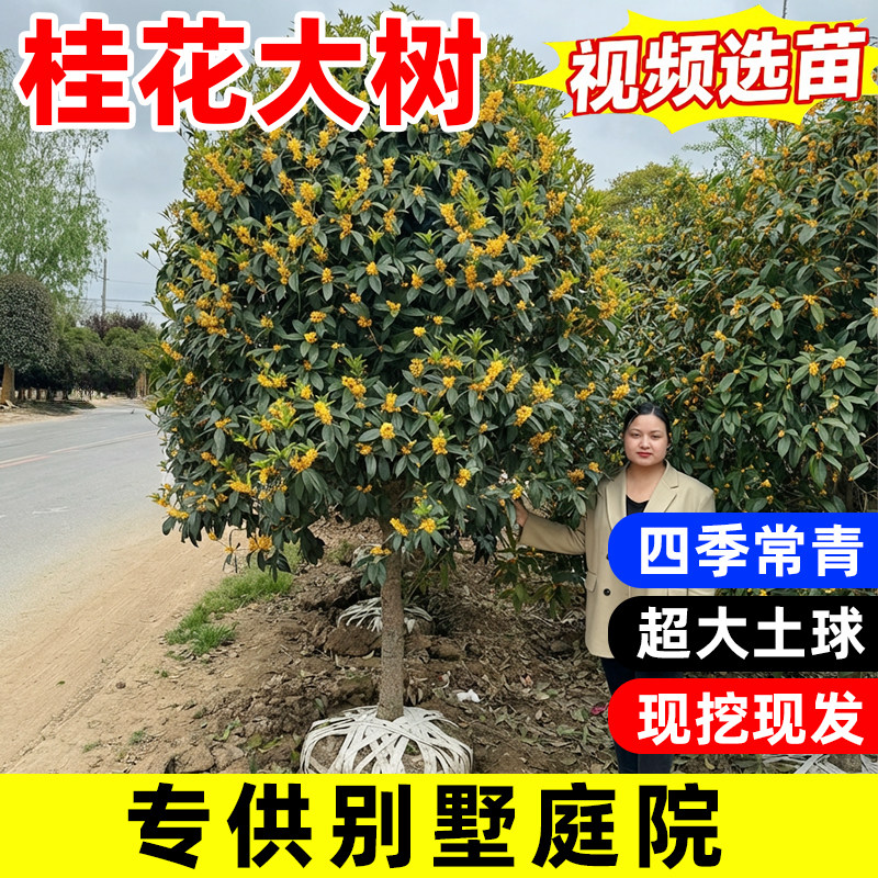 大型桂花树苗八月黄金桂丹桂庭院地栽盆栽植物别墅耐寒四季桂绿化