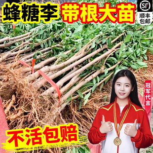 正宗蜂糖李子树苗新品种嫁接树苗南北方种植红心脆李三华李果树苗
