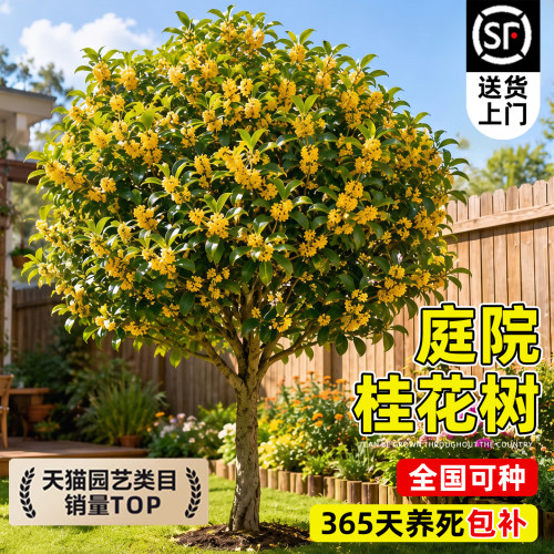 正宗桂花树苗庭院地栽花卉四季桂