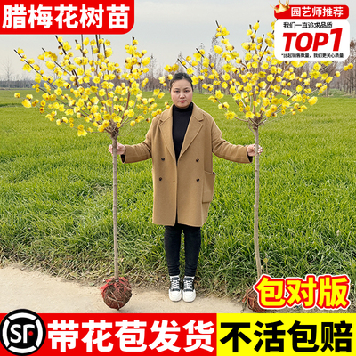 腊梅花树苗地载带花苞耐寒冬季