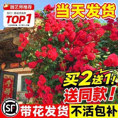 红木香花苗爬藤植物蔷薇黄白木香花树苗庭院四季好养花卉大苗盆栽