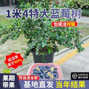 l25蓝莓苗特大号地栽室外当年带果南北方种植 1米4蓝莓树大树