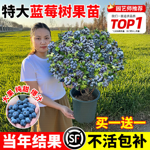 包成活蓝莓苗带大果发货