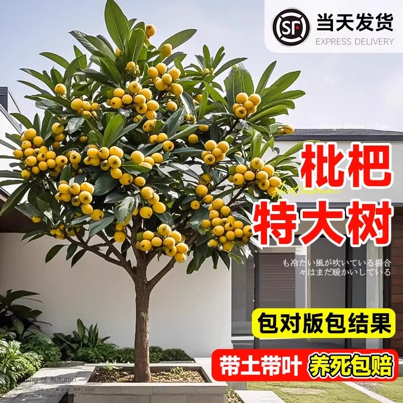特大枇杷树苗果苗大果大五星白玉琵琶果树苗当年结果树嫁接批把树