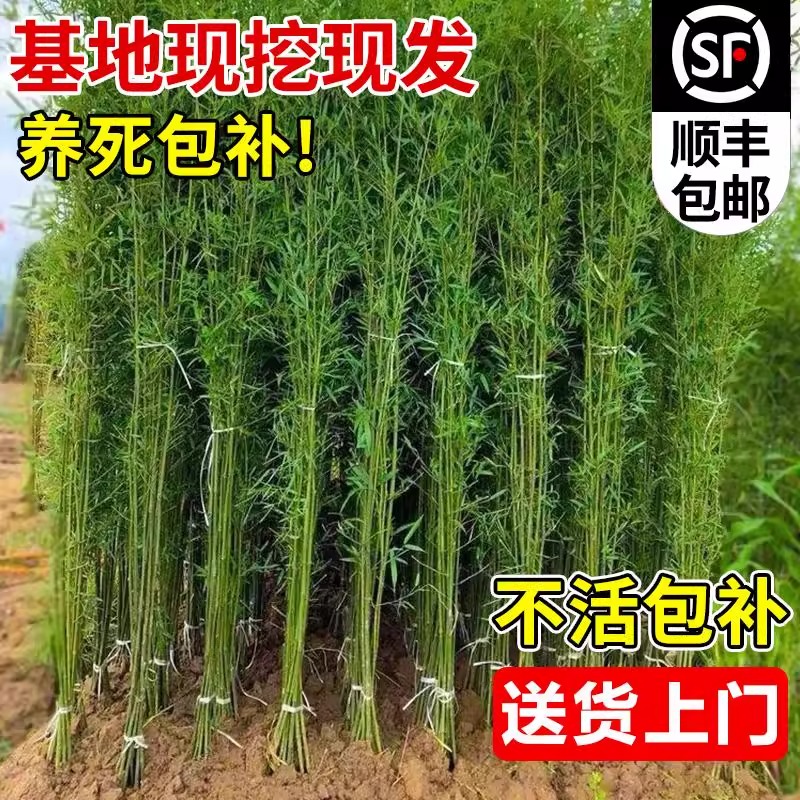 紫竹苗竹子苗实心带土耐寒庭院室外观赏盆栽地栽佛肚竹黄金竹绿植