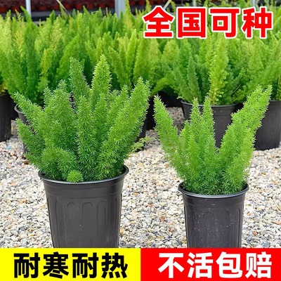 狐尾天门冬盆栽绿植小苗庭院室内外植物花卉耐热好养四季常青地栽