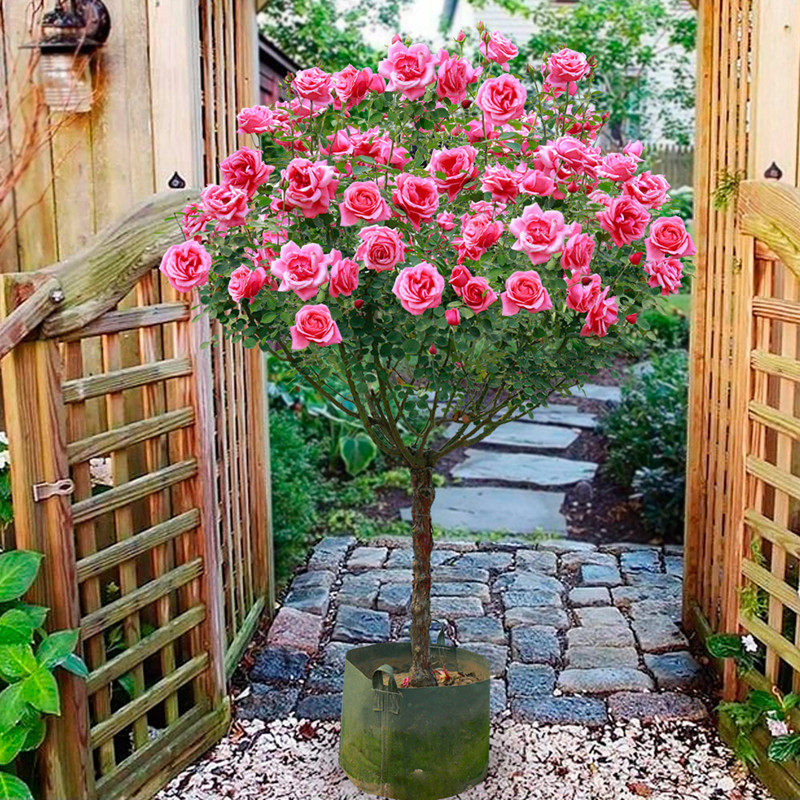 树桩月季庭院花园植物棒棒糖树状月季高杆花苗特大花浓香四季开花