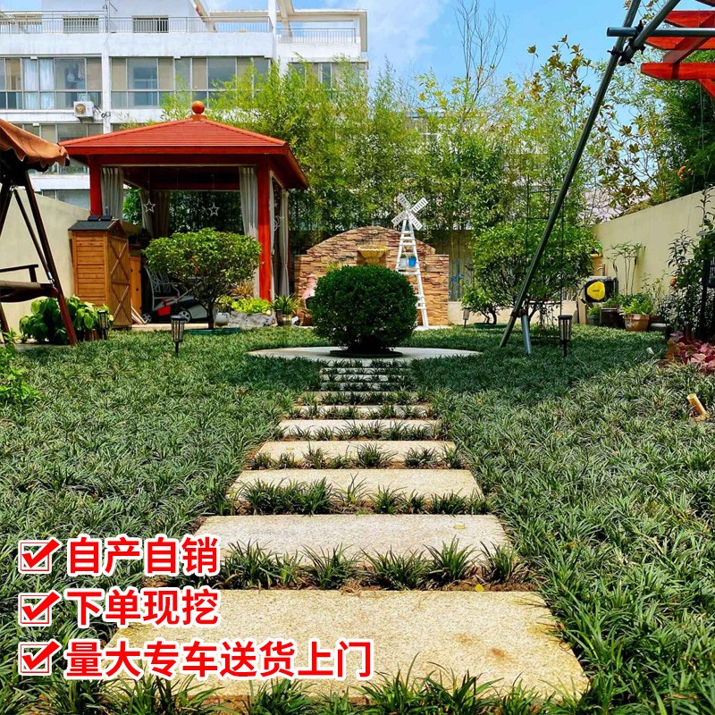 矮麦冬草玉龙草庭院护坡草坪绿化地被植物细叶金边耐寒小麦冬草苗