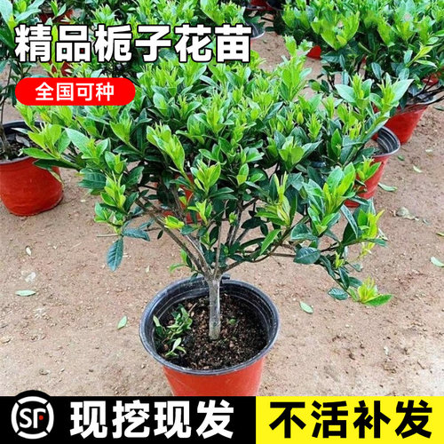 栀子花盆栽好养易活当年开花植物大小叶栀子花树苗庭院种植茉莉花