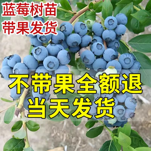 蓝莓树果苗带大果蓝莓苗盆栽地栽果树阳台南北方种植苗l25奥尼尔