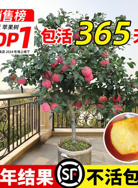 苹果树果苗大树嫁接红富士冰糖心树苗南北方果树庭院地栽当年结果