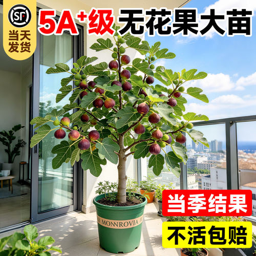 无花果树大苗四季果苗盆栽特大果