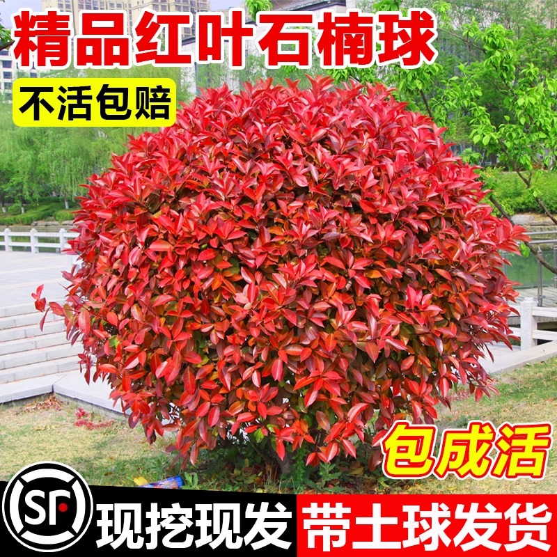 红叶石楠树苗球篱笆围墙工程绿化小苗木庭院别墅耐寒四季常青冬青