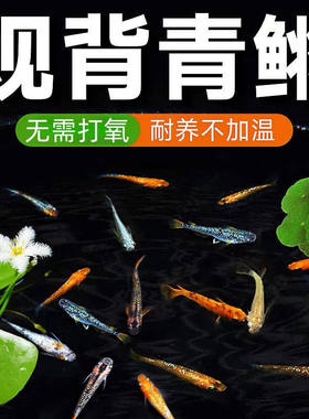 观背青鳉成鱼冷水淡水新手易养