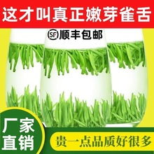 雀舌茶叶绿茶新茶明前特级嫩芽毛尖春茶浓香型散装正品官方旗舰店