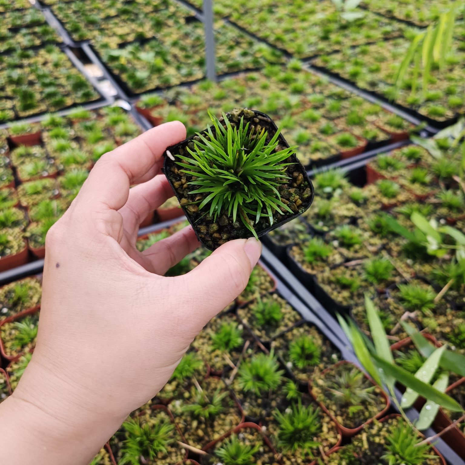 超值组合小菖蒲迷你贵船苔和黄金极姬办公室微型盆景绿植鲜活室内