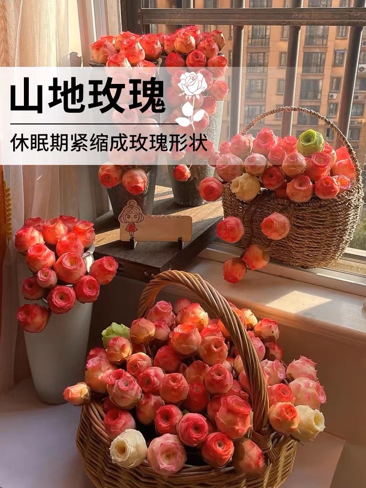特大山地玫瑰多肉植物小盆栽粉耶罗酒杯玫瑰肉肉绿植室内阳台