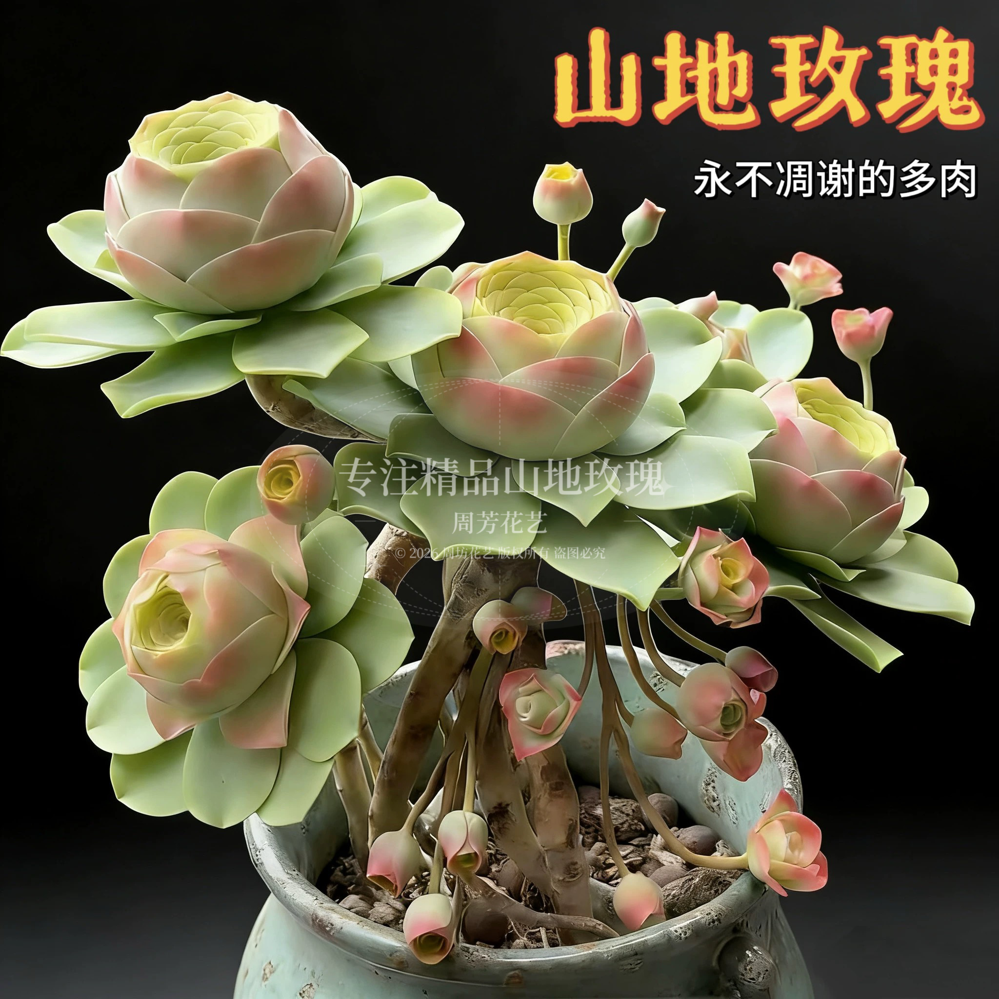 山地玫瑰多肉植物室内阳台酒杯粉耶罗水蜜桃盆栽高山玫瑰花卉易活