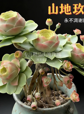 高品质山地玫瑰休眠变色新手友好
