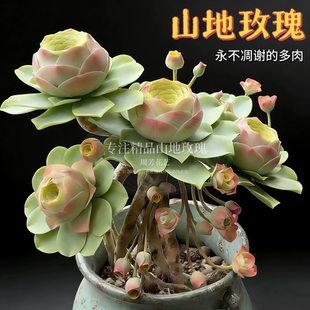 山地玫瑰多肉植物室内阳台酒杯粉耶罗水蜜桃盆栽高山玫瑰花卉易活