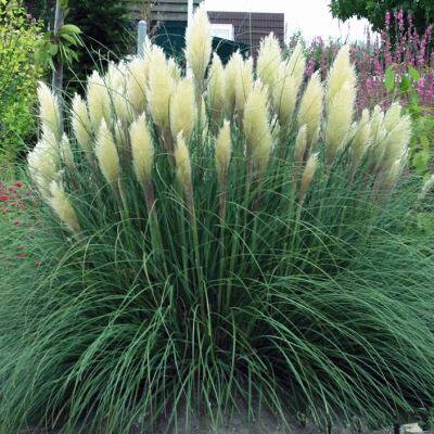 矮蒲苇 白色彭巴斯各规格盆苗 多年生耐热耐旱耐