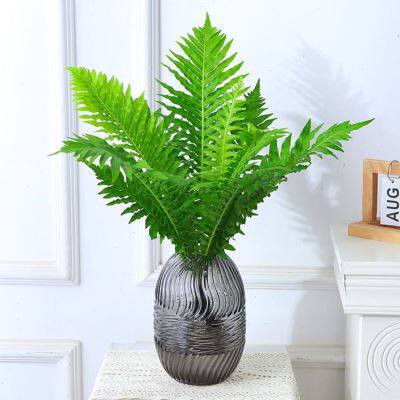 水培植物大富贵富贵蕨喜阴室内办公桌面四季常青净化空气好养绿植