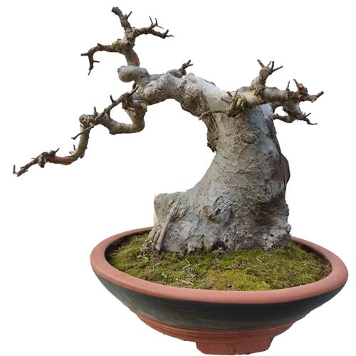 小叶榔榆盆景提根盆景小 榔榆小苗小品榆树盆景素材