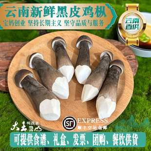 顺丰包邮新鲜黑皮鸡枞菌菇煲汤云南特产食用菌长根菇仿野生菌500g