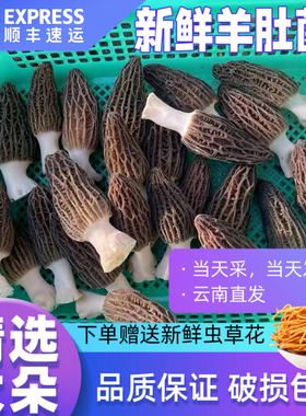 新鲜羊肚菌2026年现货云南丽江羊肚菌新鲜1000克菌菇特产宝妈直营