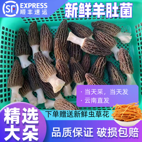 新鲜羊肚菌2斤装送金耳或虫草花