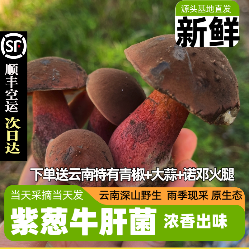 云南野生菌见手青紫葱牛肝菌变色蘑菇鲜嫩白葱红葱菌