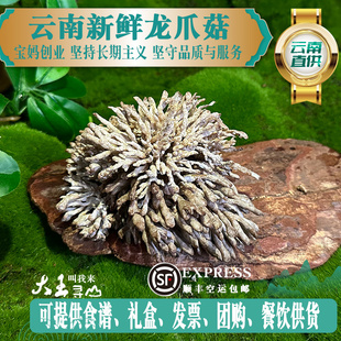 云南特产新鲜龙爪菇猫爪菇老鼠爪鸡爪菇珊瑚菇火锅特色食材空运