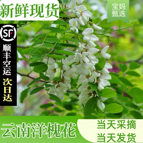 新鲜洋槐花下单立马发货