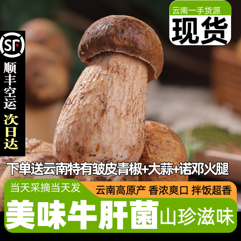 云南野生菌美味牛肝菌美味鲜香白牛肝菌大脚菇